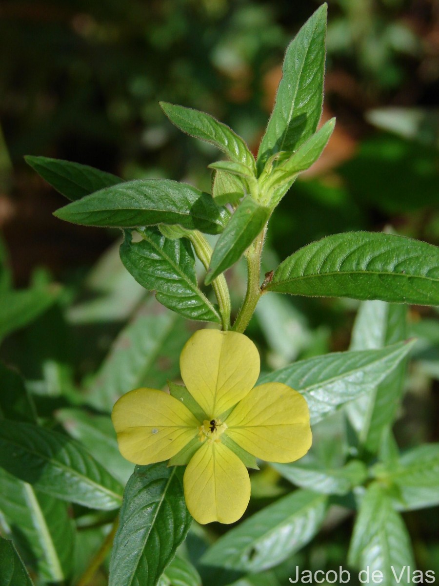Ludwigia octovalvis (Jacq.) P.H.Raven